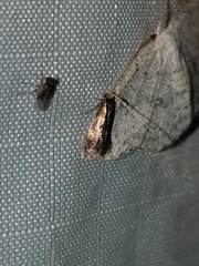 Isocorypha mediostriatella