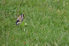 Carduelis carduelis