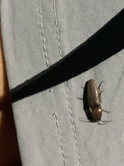 Deilelater physoderus