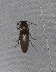 Deilelater physoderus