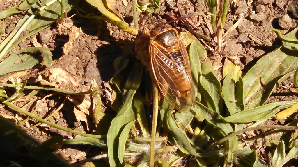 Okanagana triangulata