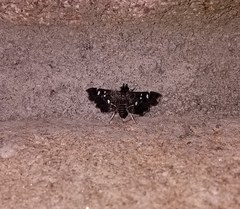 Diathrausta