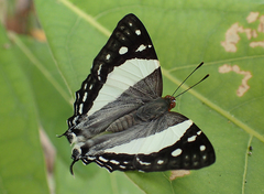 Dodona deodata