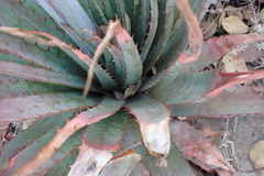 Aloe pretoriensis
