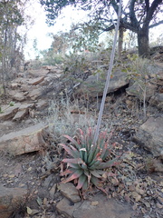 Aloe pretoriensis