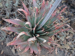 Aloe pretoriensis