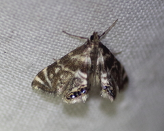 Petrophila canadensis