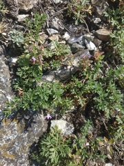 Thymus punctulosus