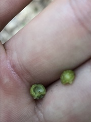 Caryomyia tuberculata