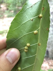 Caryomyia tuberculata