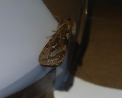 Korscheltellus fusconebulosa