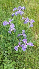 Iris hookeri
