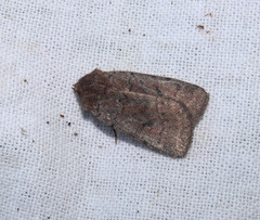 Protolampra sobrina