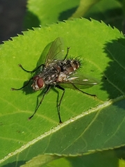 Tachinidae
