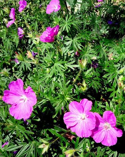 Bloody Cranesbill (Plants of Saxony) · iNaturalist