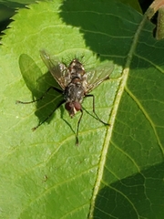 Tachinidae