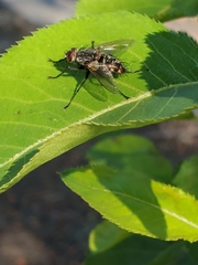 Tachinidae