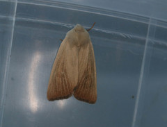 Arenostola phragmitidis