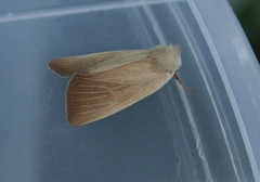 Arenostola phragmitidis