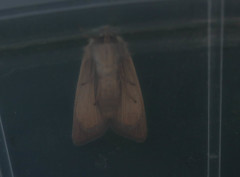 Arenostola phragmitidis