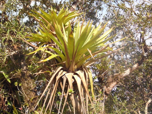 Image of Vriesea Altodaserrae (Vriesea altodaserrae) by no rights reserved