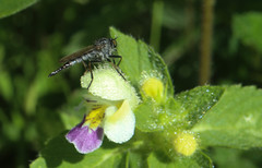 Neoitamus socius