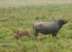 Bubalus arnee
