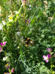 Bombus fervidus