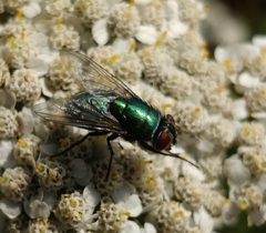 Luciliinae