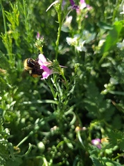 Bombus fervidus