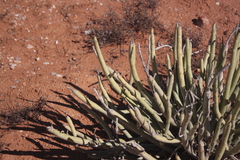 Euphorbia dregeana