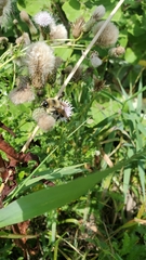 Bombus griseocollis