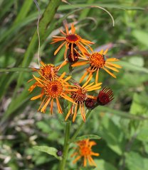 Tephroseris flammea