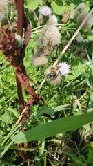 Bombus griseocollis