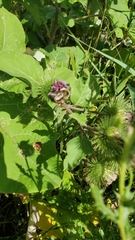 Bombus griseocollis