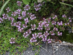 Thymus quinquecostatus