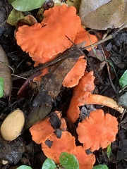 Cantharellus coccolobae