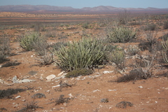 Euphorbia dregeana
