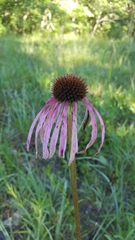 Echinacea simulata