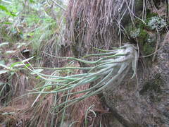 Tillandsia seleriana