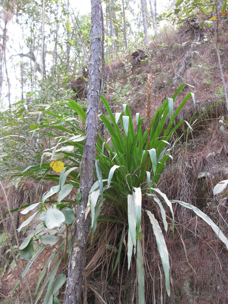 Pitcairnia imbricata from Cabo Corrientes, Jalisco, Mexico on January