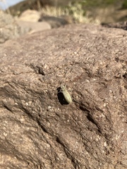 Epicauta maculata-group