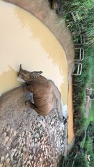 Rhinocerotidae