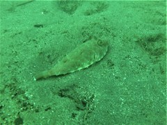 Sphoeroides lobatus