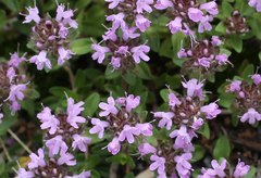 Thymus quinquecostatus