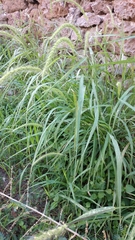 Setaria scheelei