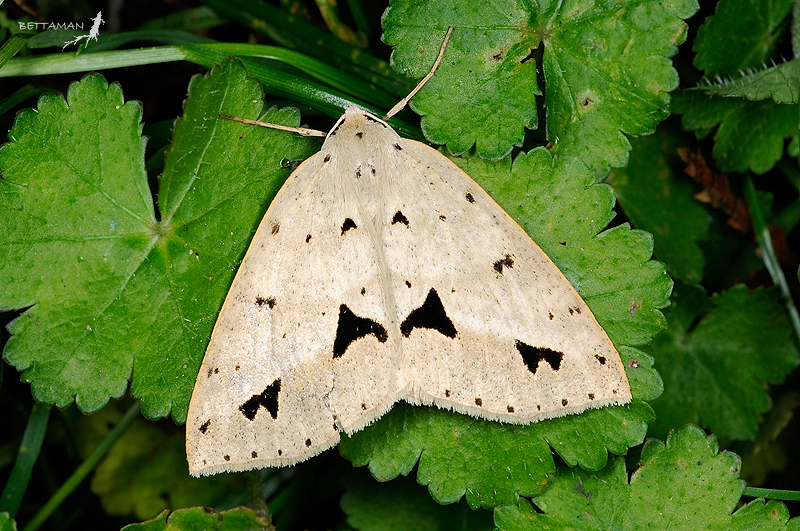 Psyra cuneata