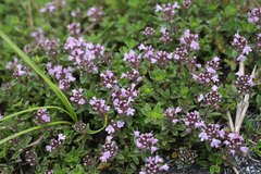 Thymus quinquecostatus