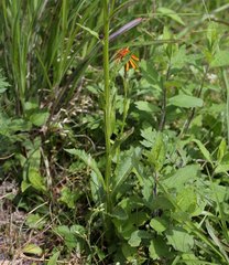 Tephroseris flammea