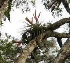 Tillandsia jaliscomonticola